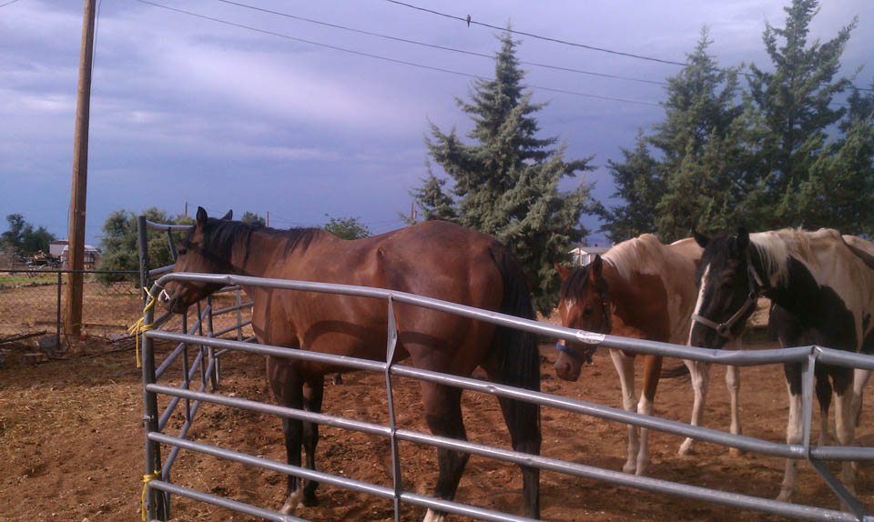Ranch-Horses-7